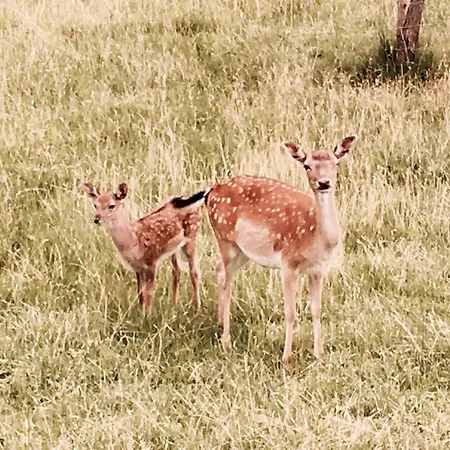 Ξενοδοχείο Holsteinische Schweiz Malente